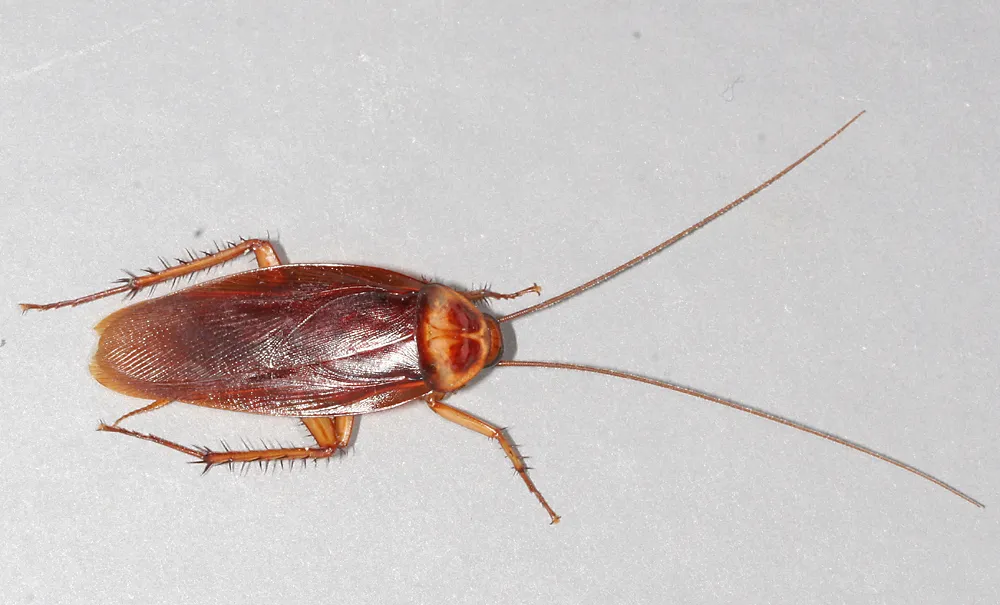 Cockroach control treatment around a Big Island home and catchment area
