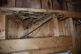 Termite inspection of wood framing on a Big Island home